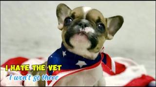 Stubborn Tiny Frenchie is screaming vehemently refusing to go to the vet Digit ep2 [upl. by Acyssej631]