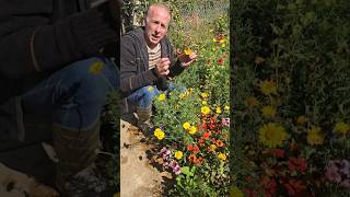 Allowing Calendula to seed gardening herbs ediblegarden permaculture ideas motivation [upl. by Aiciles]