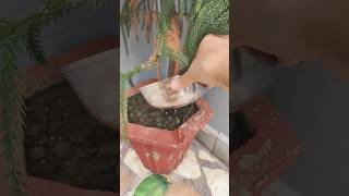 Banana Peel Experiment Very Useful Kitchen Tips shortskitchentricks cookingtricksfoodshorttips [upl. by Alaric]