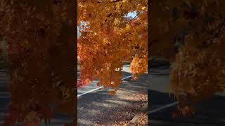 Autumn 🍂 anime trending reels autumn [upl. by Sihtnyc947]