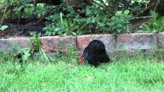 Bantam Cochin Rooster Crowing [upl. by Pellet]