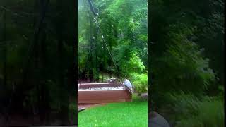 Backyard Birds Cardinal Nuthatches amp Chickadee Enjoy Sunflower Seeds [upl. by Brew215]