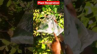 Plant Respiration Experiment  Photosynthesis Experiment [upl. by Alag]