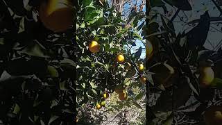 Malte🍊🍊🤤trending fruit food [upl. by Sihunn]