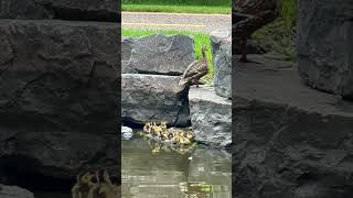 Baby ducklings with mom duckquot Mom where did you goquot birdnoises mallardduck babyducklings [upl. by Avaria]