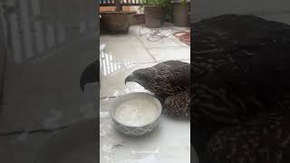 Helping This Majestic Creature brajanimalcare india feeding food dog animallovers [upl. by Llehcim]