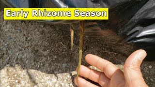 Rhizome Season Looks to be a Bit Early This Year [upl. by Noskcire102]