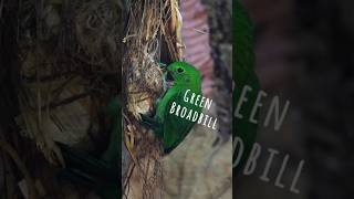 Green Broadbill nesting in the dark forest birdphotography EOSR8 rf800f11 broadbill [upl. by Dix]