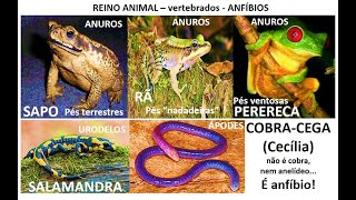 Os Anfíbios Anuros Urodelos e Ápodes [upl. by Llennaj]