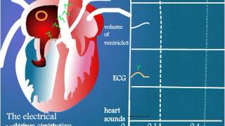 ECG or the Electrical Activity in the Heart Wall [upl. by Teiv]