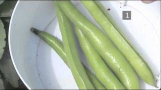 How To Harvest Broad Beans [upl. by Eyssej]