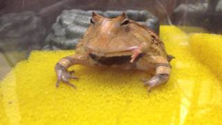 霸王角蛙食蛙2 Surinam Horned Frog Eats Live Frog [upl. by Galliett699]