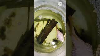 இந்த நோய் வந்தால் காப்பாற்ற முடியாதுவராமல் தடுப்பது எப்படி betta fish disease tamil [upl. by Barbour]