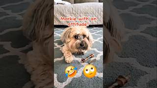 Ginger Having an Attitude morkie pets shorts [upl. by Ranilopa]