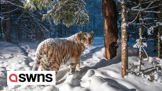 Endangered Amur tiger captured in a stunning camera trap picture  SWNS [upl. by Nima]