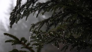 Relaxing Forest Rain Sounds for Sleeping Relax Study  6 Hours Sounds of Rain [upl. by Ahsirk]