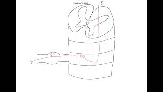 The relevance of Lissauer’s tract to spinal cord injuries [upl. by Lahpos291]