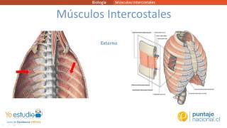 Músculos Intercostales [upl. by Eynobe]