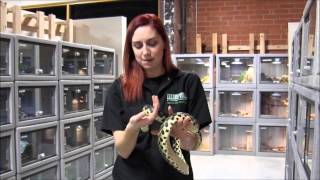 Madagascar Giant Hognose Snake [upl. by Ylicec]