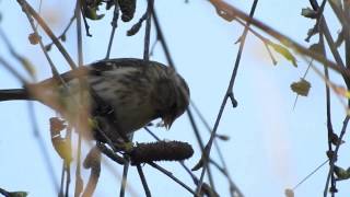 Zeisig Carduelis spinus [upl. by Brecher]