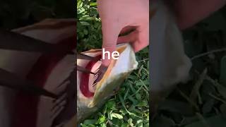 How To Remove Hook From Gut Hooked Fish shorts [upl. by Anilemrac105]