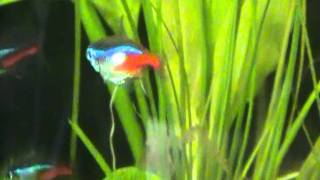 03 Pregnant Neon Tetra [upl. by Ingar]