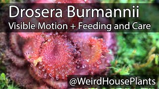 Drosera Burmannii Plant Feeding  Care and motion in real time [upl. by Kendry782]