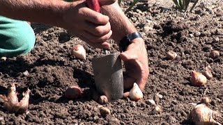 Blumenzwiebeln setzen GartenVideoAnleitung Tipps und Tricks vom Profi [upl. by Adamec]