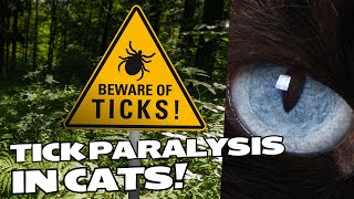 WARNING Understanding Tick Paralysis in Cats  Causes Symptoms and Treatment [upl. by Moretta911]