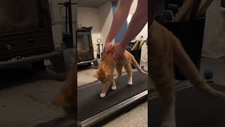 Cat vs treadmill 😂😂😂🏃‍♀️🏃‍♀️🏃‍♀️🐾🐾🐾 [upl. by Annatnom292]