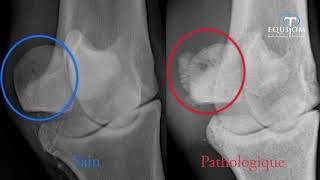 Vétérinaire Desmotomie du ligament annulaire palmaire chez le cheval [upl. by Eizle]