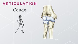 Anatomie  Articulation du Coude [upl. by Ayifa959]