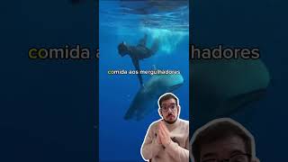 TUBARÃO TIGRE INTERESSADO EM MERGULHADORA 🦈😱 shark tubarao curiosidades animais bichos [upl. by Holub198]