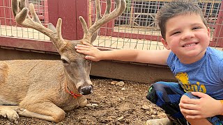 Caleb LEARNS to FEED FARM ANIMALS at the PETTING ZOO Funny Animal SOUNDS for KIDS [upl. by Enimrej418]