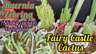 HUERNIA ZEBRINA Var Stinky Rehabilitation  FAIRY CASTLE Cactus Repotting dyk fyp cactus [upl. by Valenta]