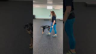 This Leash Trick Changed Everything [upl. by Alan]