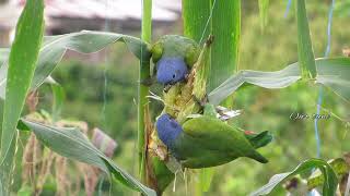 Pionus Parrot Blue head Parrot video and sounds [upl. by Merriman]