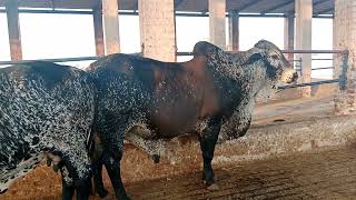 Girlando cow and Cholistani Breeding Bull [upl. by Perri]