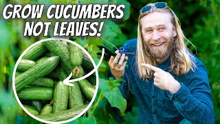 Growing CUCUMBERS Intensively At Home for Maximum Yield and Plant Health  StepbyStep Guide [upl. by Rudie]