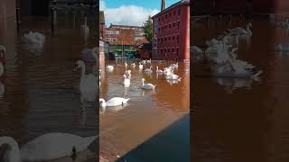 Swans On The River Severn Worcester Worcestershire UK 19th October 2024 4kvideo 4k [upl. by Satsok]