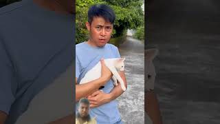 Cat fighting cat kucing funny kucinglucu catlover foryou kitten trending meow chillnature [upl. by Glarum]