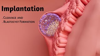 Embryo Implantation  Cleavage and Blastocyst Formation [upl. by Anidene331]