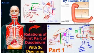 Duodenum Anatomy 3d  Part 1  Relations of First Part of Duodenum  Medical Medics [upl. by Hoffert]