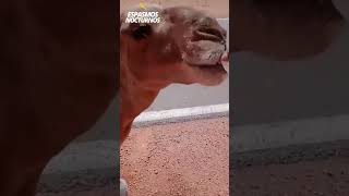 Se encontró con un CAMELLO en el desierto 🐫❗animales rescate shorts [upl. by Atiuqnahs]