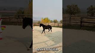 Too exciting horse horsetraining horselover [upl. by Rici]