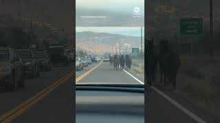 Wild horses flee Nevada fire [upl. by Karwan290]