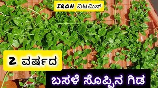 2 ವರ್ಷದ ಬಸಳೆ ಸೊಪ್ಪಿನ ಗಿಡ  malabar spinach plant 2 years old [upl. by Baillie383]