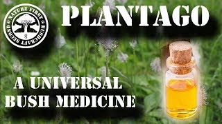 Plantago  A Universal Bush Medicine [upl. by Shanta278]