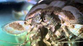 David Attenborough Origin of Life Conquest HD BBC Documentary Animals amp Nature 2 [upl. by Nautna]