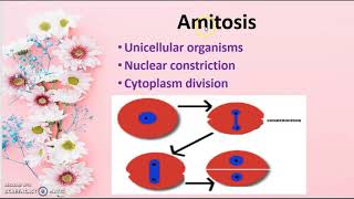 Cell Division Amitosis class 9 [upl. by Fawcett273]